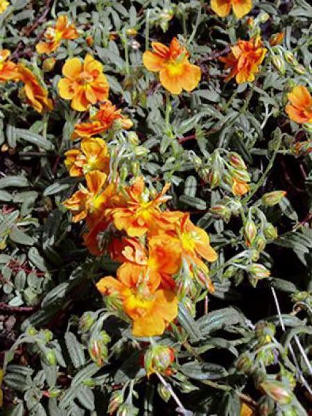 Hélianthème 'Orange Double'