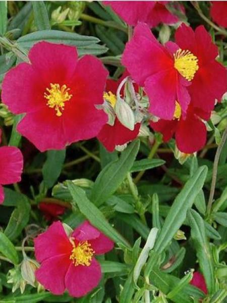 Hélianthème 'Red Orient'