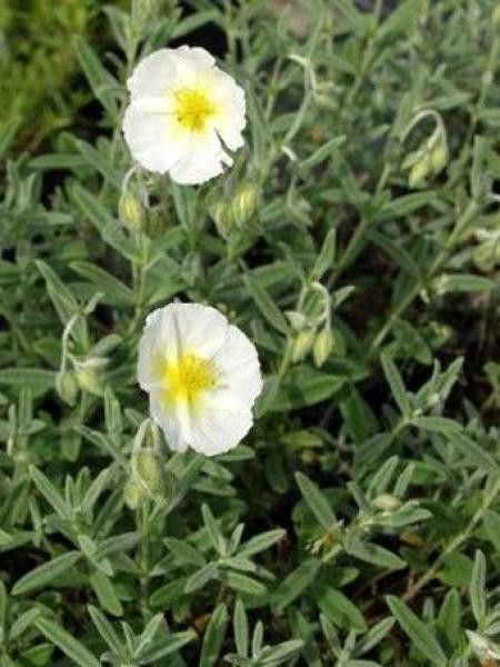 Hélianthème 'Snow Queen'