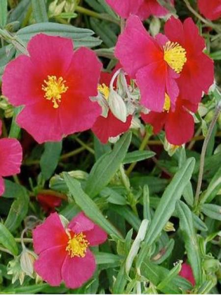 Hélianthème 'Supreme'