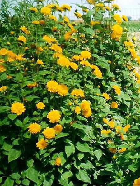 Helianthus decapetalus 'Plenus'