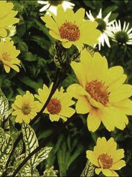 Héliopside 'Summer Green'®