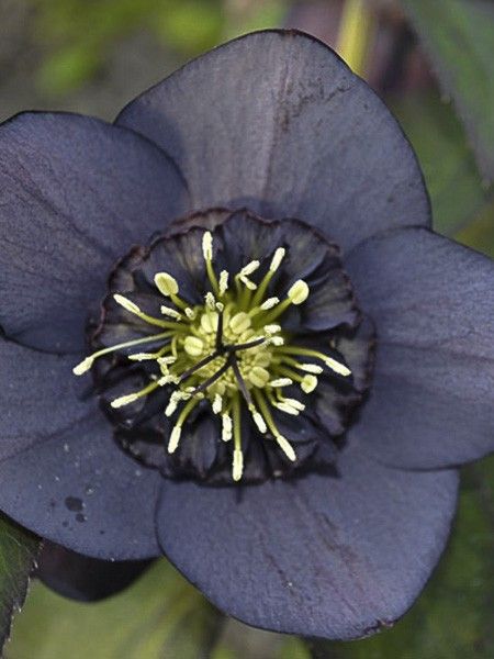 Hellébore 'Anemone Black'