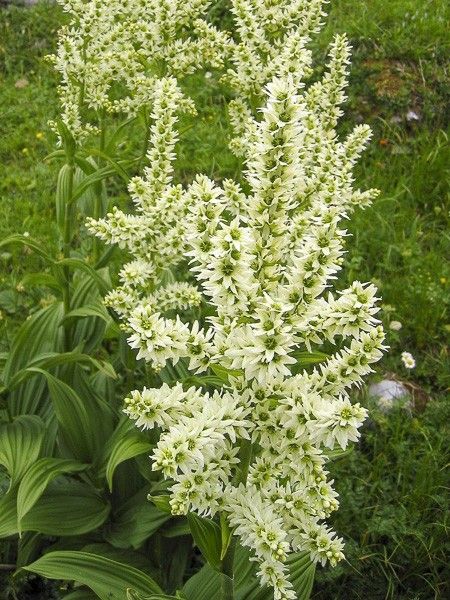 Hellébore blanc, Fausse gentiane