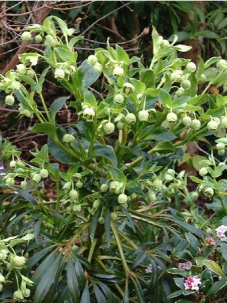 Hellébore fétide 'Miss Jekyll'
