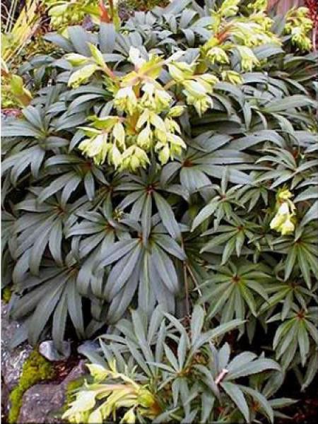 Hellébore fétide 'Wester Flisk'