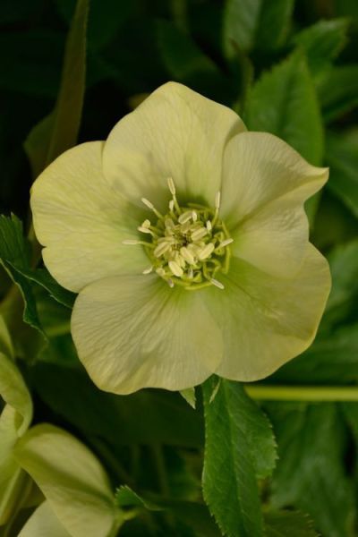 Hellébore fétide 'Wilgenbroek'