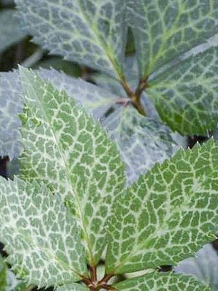 Hellébore 'Magic Leaves'
