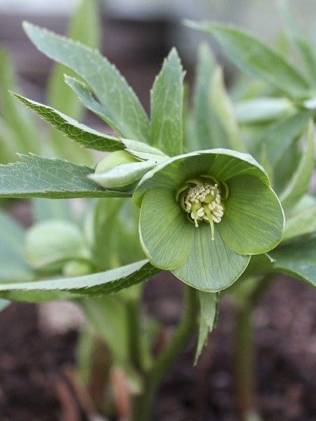 Hellébore multifidus