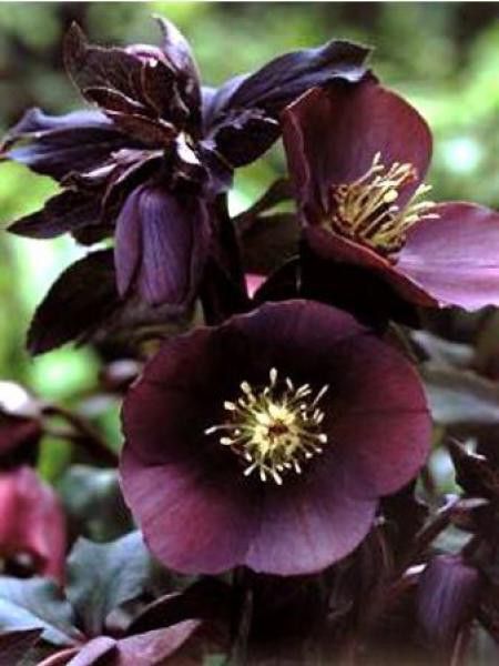 Hellébore orientale 'Blue Lady'