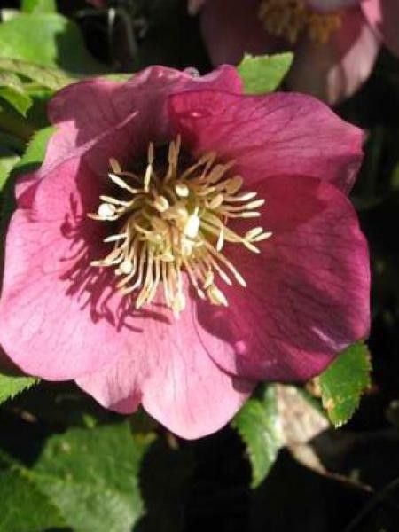 Hellébore orientale 'Pink Lady'