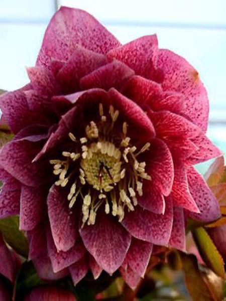 Hellébore orientale 'Red Spotted'