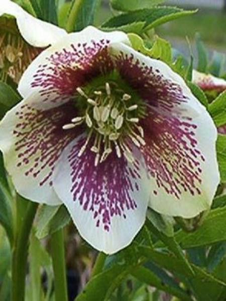 Hellébore orientale 'Spotted Hybrids'