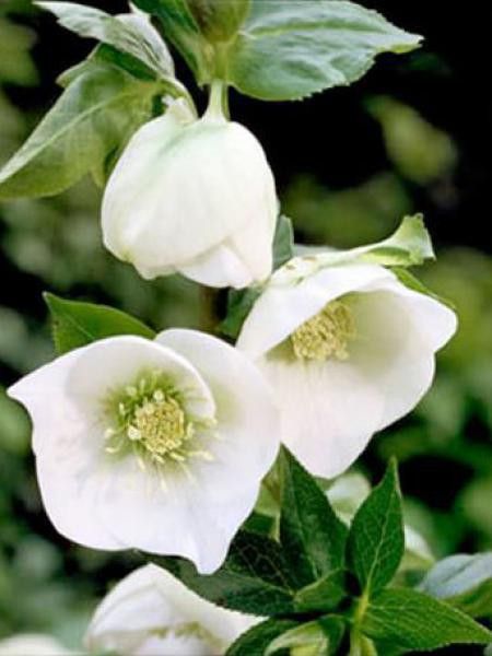 Hellébore orientale 'White Lady'