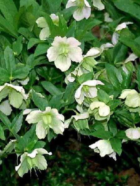 Hellébore orientale