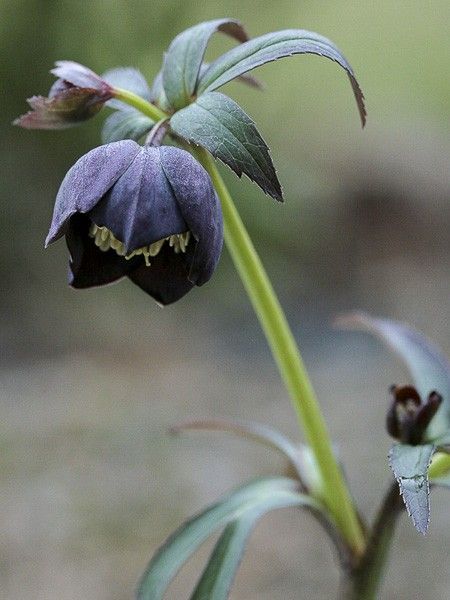 Hellébore torquatus