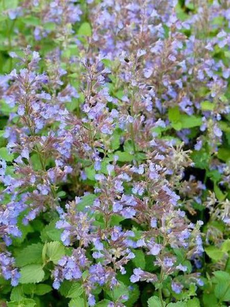 Herbe à chat, Chataire 'Dropmore'