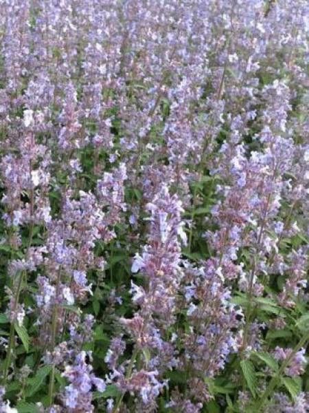 Herbe à chat, Chataire 'Gletschereis'