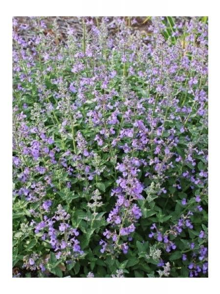 Herbe à chat, Chataire 'Junior Walker'