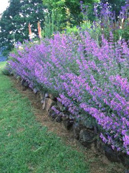 Herbe à chat, Chataire 'Six Hills Giant'