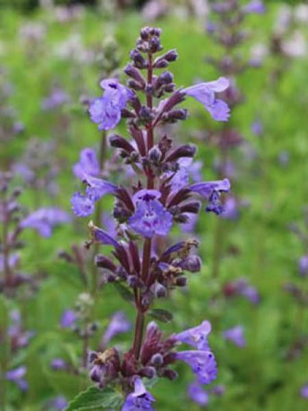 Herbe à chats géante 'Blue Danube'