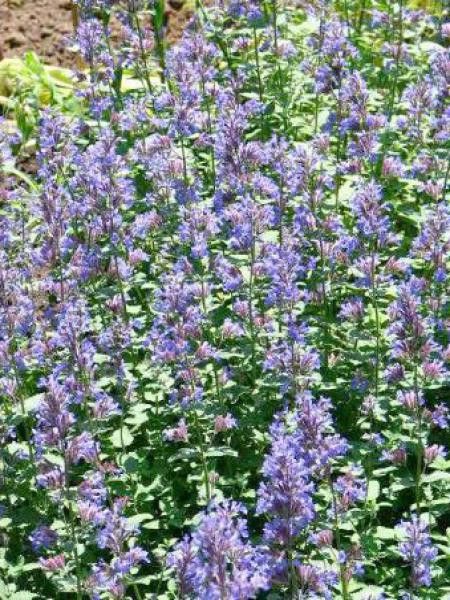 Herbe à chats géante 'Bramdean'