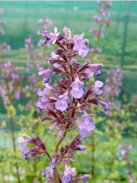 Herbe à chats géante 'Wild Cat'