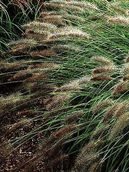 Herbe aux écouvillons 'Hameln'