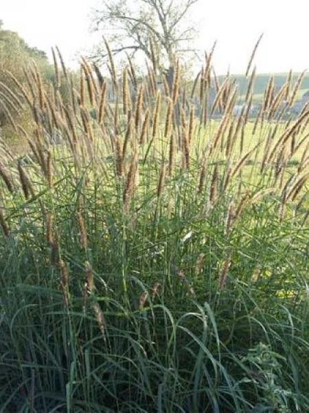 Herbe aux écouvillons incomptum