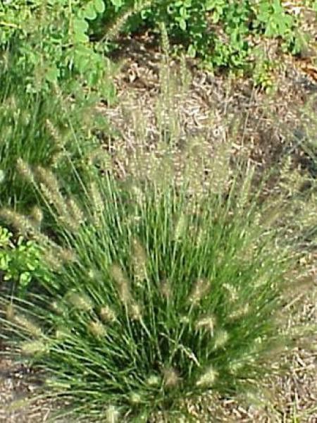 Herbe aux écouvillons 'Little Bunny'