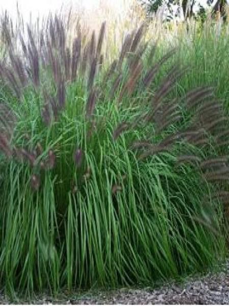 Herbe aux écouvillons 'National Arboretum'