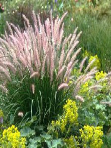 Herbe aux écouvillons orientale