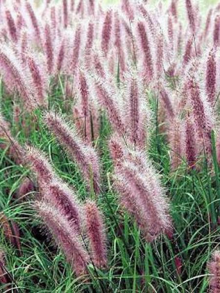 Herbe aux écouvillons 'Red Head'