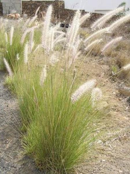 Herbe aux écouvillons 'Rupellii'