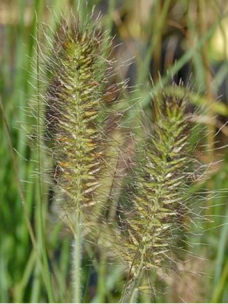 Herbe aux écouvillons 'Weserbergland'