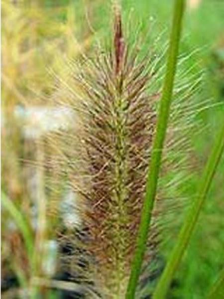 Herbe aux écouvillons 'Woodside'