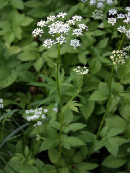 Herbe aux goutteux, Egopode, Herbe de St Gérard