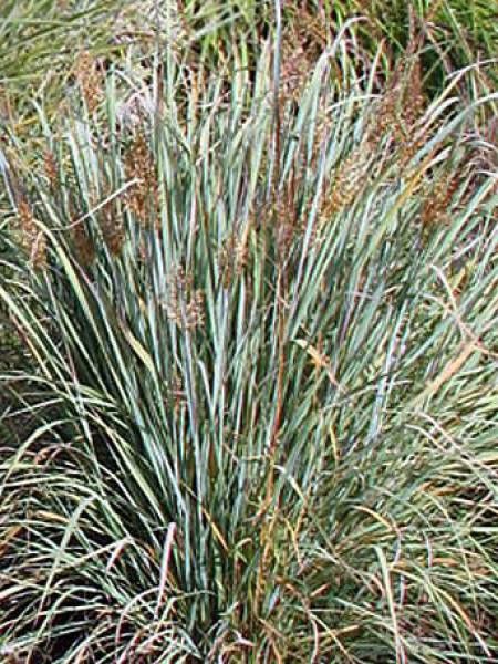 Herbe des Indiens 'Sioux Blue'