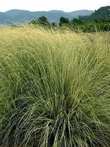 Herbe des pampas 'Cool Ice'