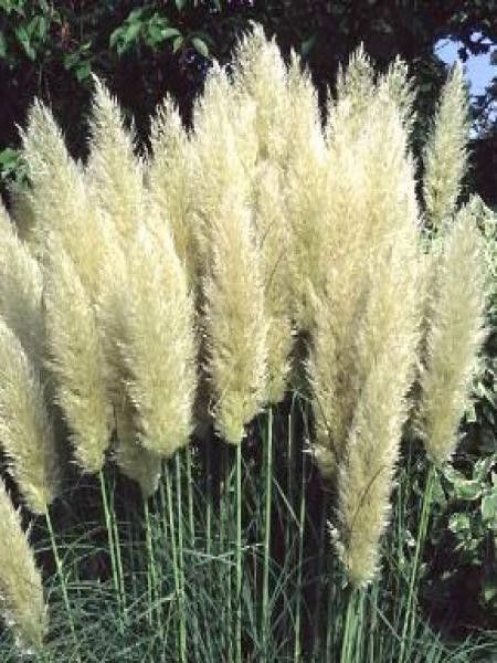 Herbe des pampas 'Pumila'
