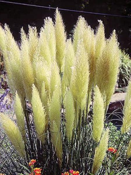 Acheter Cortaderia selloana 'Pumila' (herbe de la Pampa) P9 | Plantes Heijnen