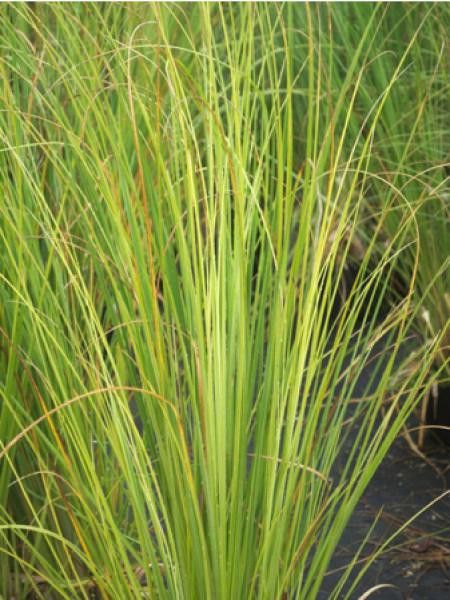 Herbe des pampas 'Rendalterii'