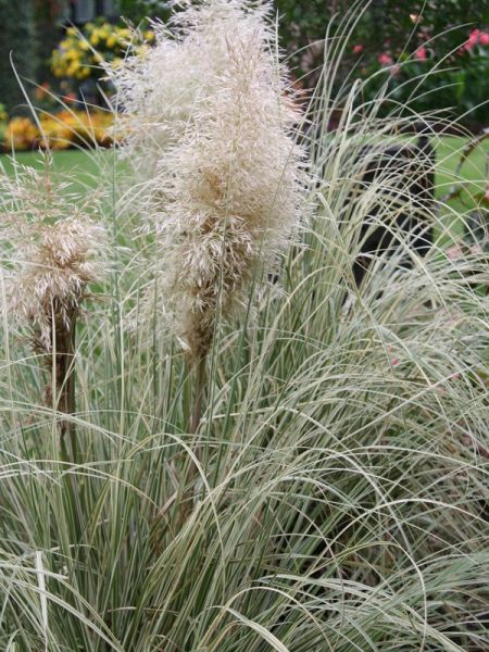 Herbe des pampas 'Silver Comet'