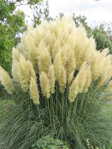 Herbe des pampas 'Splendid Star'