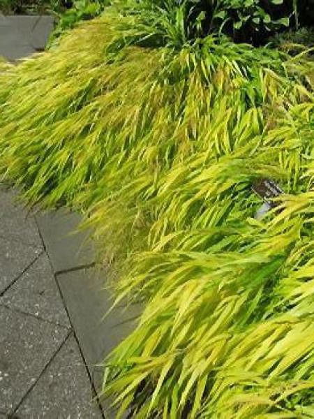 Herbe du Japon 'All Gold'