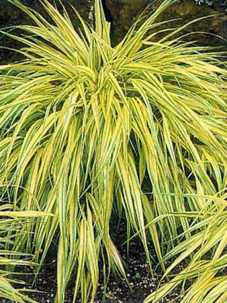 Herbe du Japon 'Aureola'