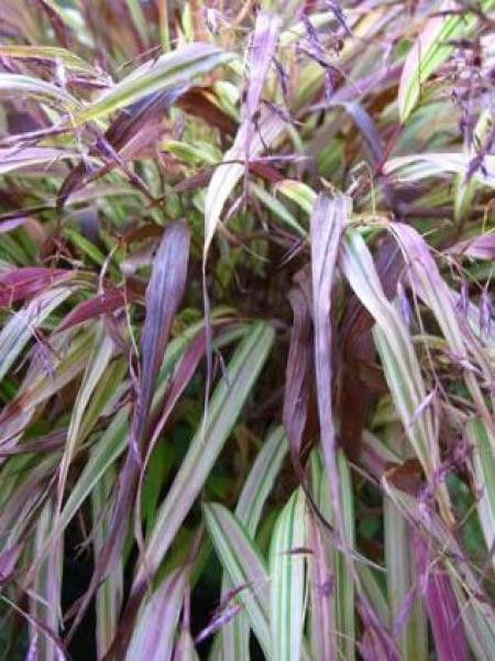 Herbe du Japon 'Naomi'