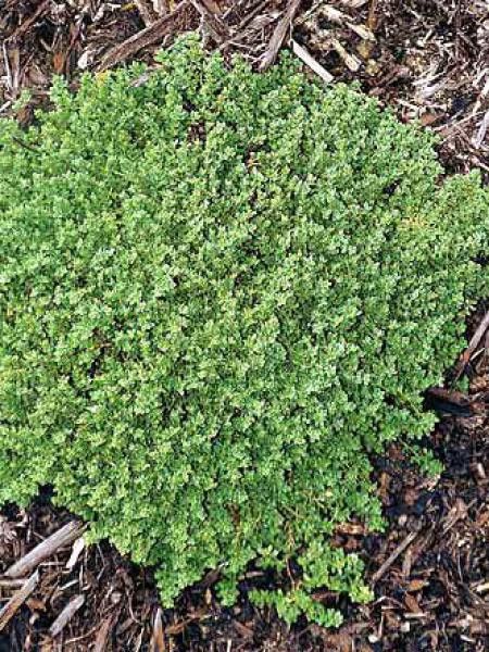 Herniaire, Millegraine