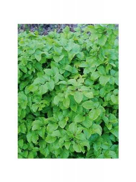 Hêtre commun 'Astérix'