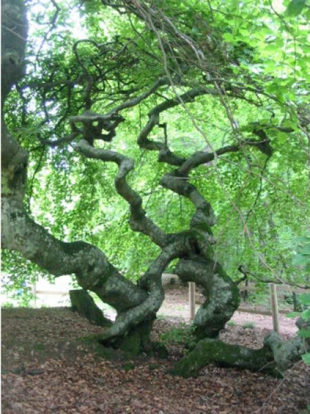 Hêtre commun 'Faux de Verzy'